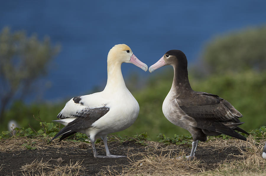 Short-tailed Albatross Courting #1 Photograph by Tui De Roy