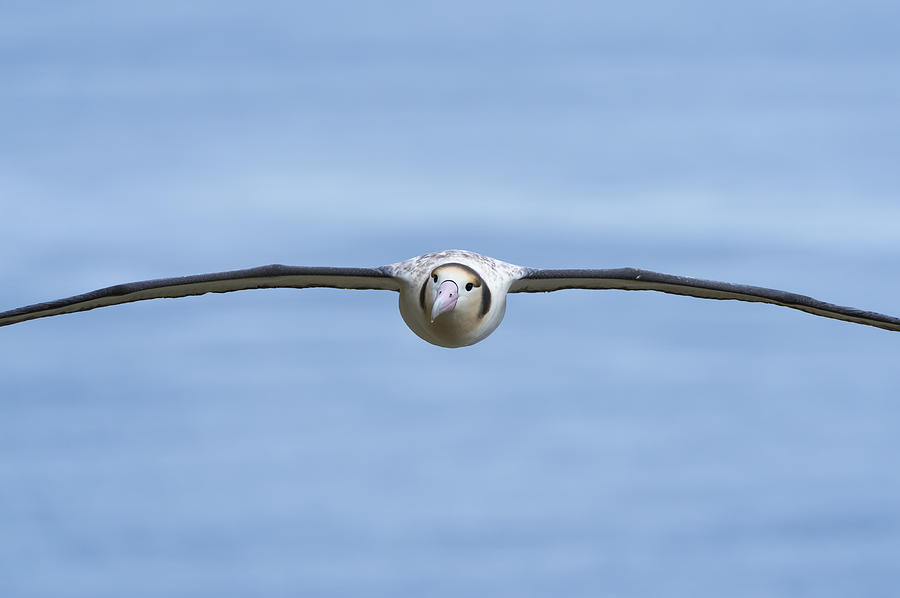 Short-tailed Albatross Flying Torishima #1 Photograph by Tui De Roy