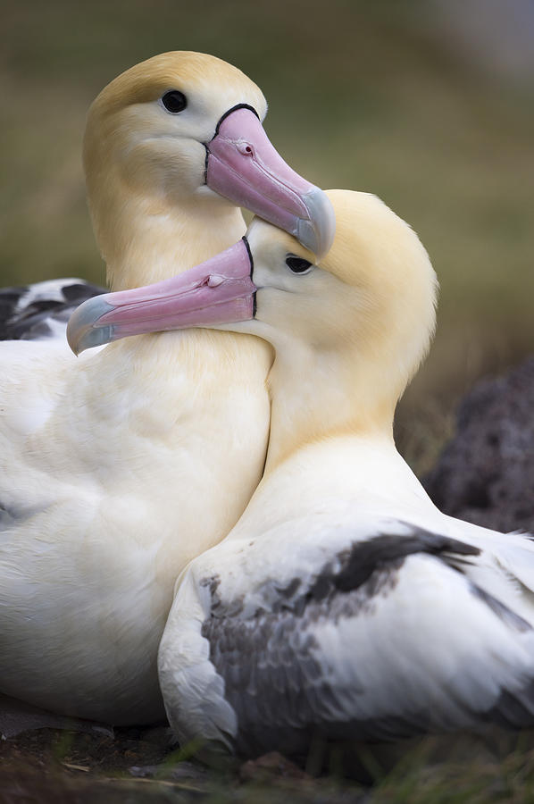 Short-tailed Albatrosses Nesting #1 Photograph by Tui De Roy