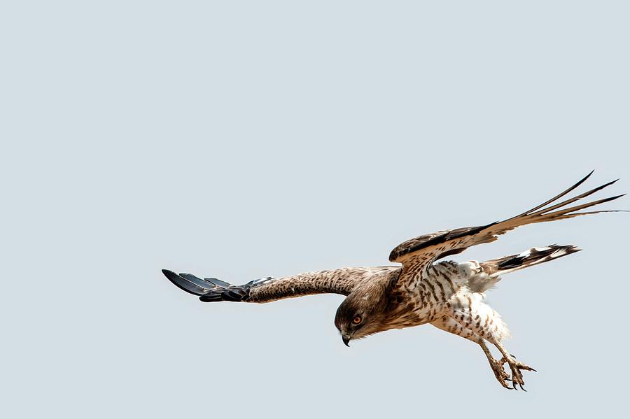 Eagle Photograph - Short-toed Snake Eagle Circaetus Gallicus #1 by Photostock-israel