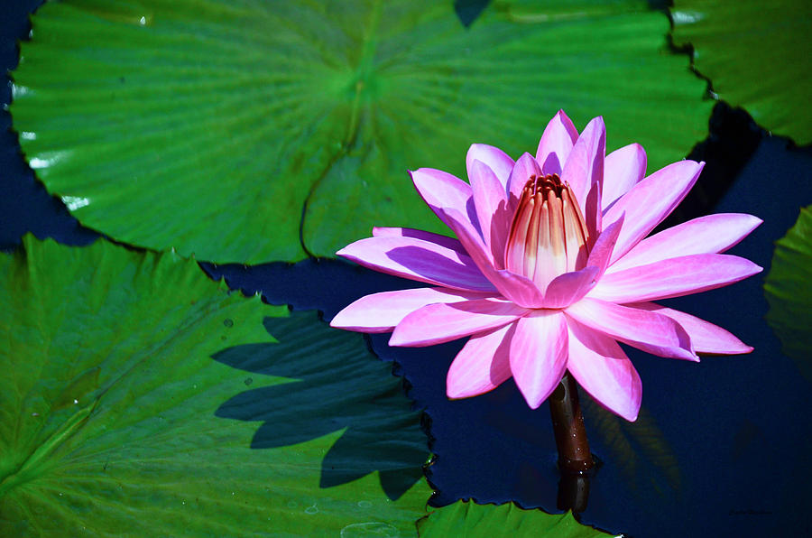 Pink Waterlily Photograph by Crystal Wightman