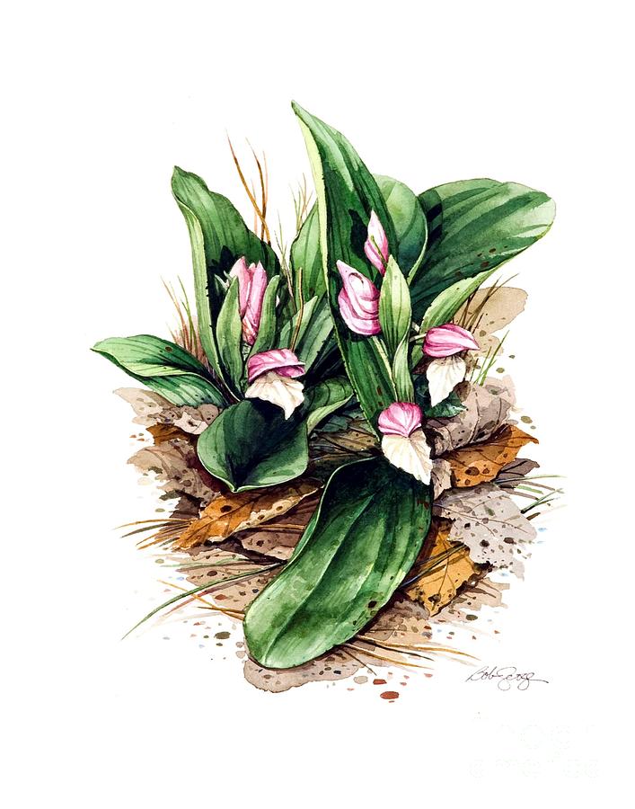 Showy Orchis #2 Painting by Bob  George