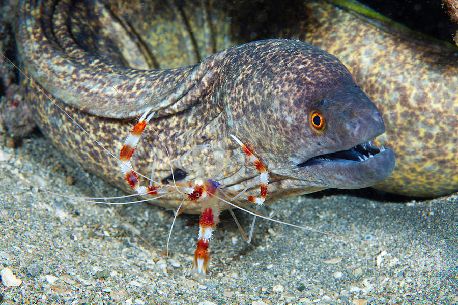 Shrimp Cleans Moray Eel #1 Photograph by David Fleetham