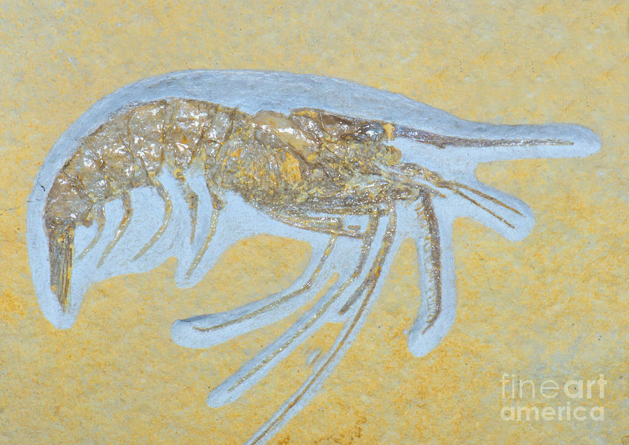 Shrimp Fossil #13 Photograph by Millard H Sharp