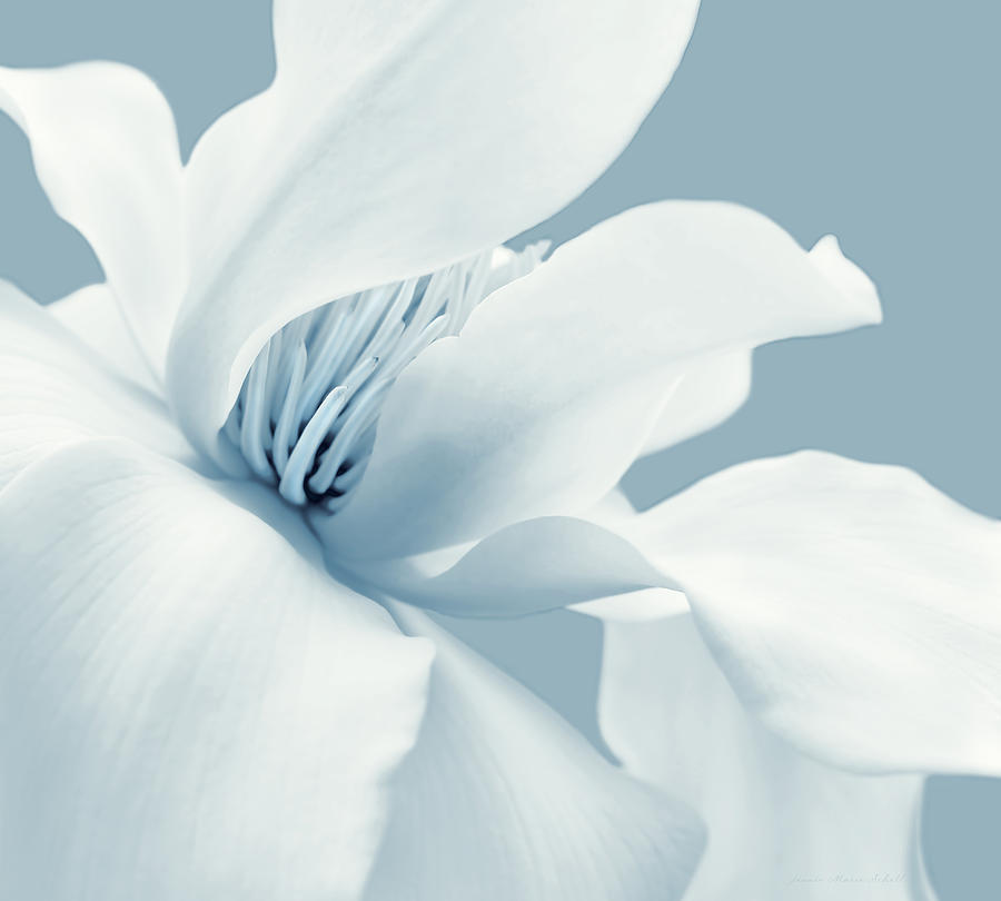 Shy White Magnolia Blossom Blue Photograph by Jennie Marie Schell