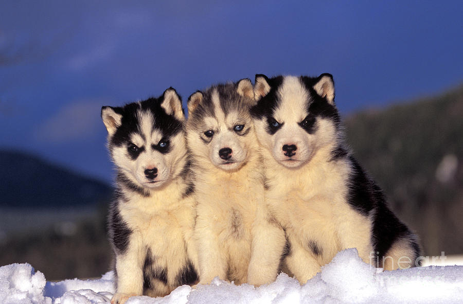 Mammal Photograph - Siberian Husky Puppies #1 by Rolf Kopfle