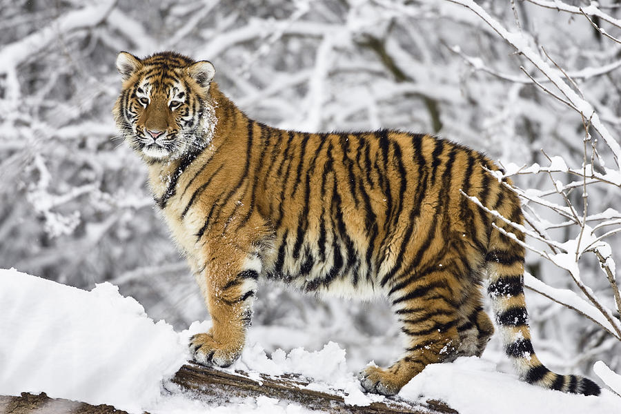 Siberian Tiger Juvenile #1 Photograph by Konrad Wothe