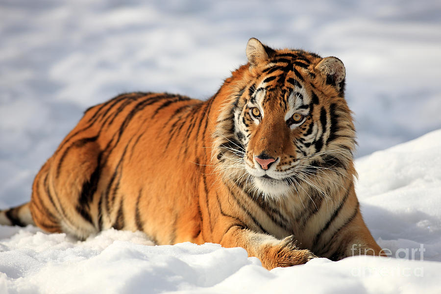 Siberian Tiger #1 Photograph by Sohns/Okapia