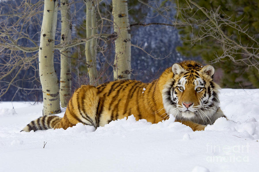 Winter Photograph - Siberian Tiger #2 by Thomas and Pat Leeson