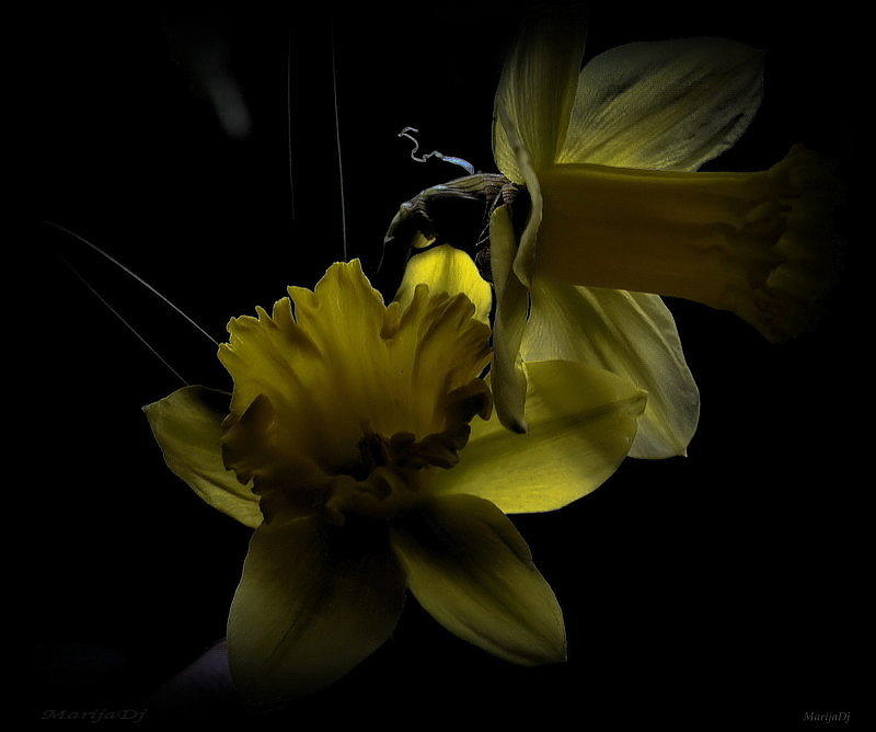 Silent light Photograph by Marija Djedovic