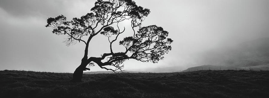 Silhouette Of A Koa Tree, Mauna Kea #1 Photograph by Panoramic Images