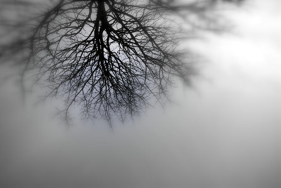 Silhouette Of A Tree #1 Photograph by Jolly Van der Velden