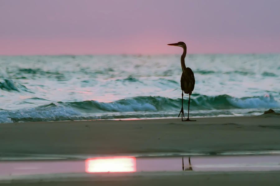 Silhouette of Blue Heron at the Beach at sunset #1 Photograph by Alex Grichenko