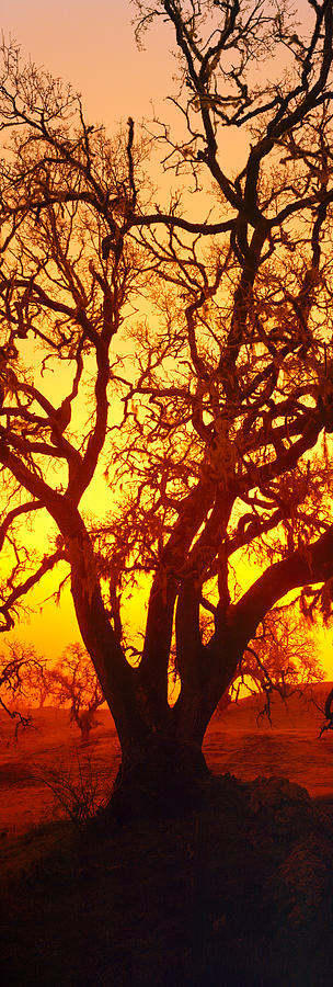 Nature Photograph - Silhouette Of Oaks Trees, Central #1 by Panoramic Images