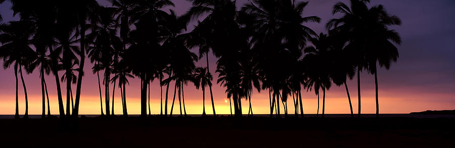 Silhouette Of Palm Trees On The Beach Photograph by Panoramic Images ...