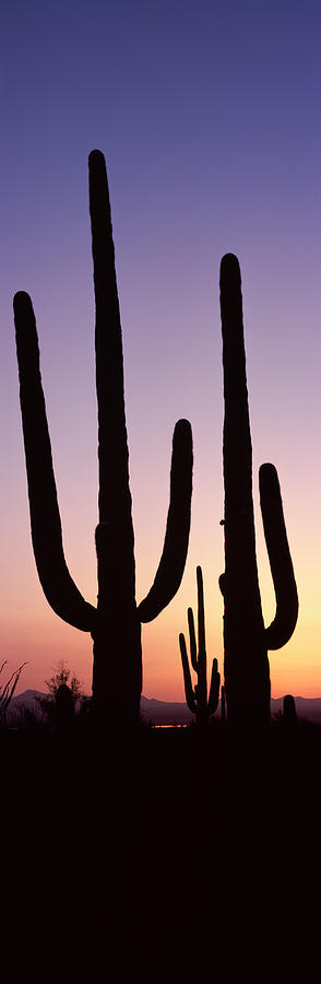 Saguaro National Park Photograph - Silhouette Of Saguaro Cacti Carnegiea #1 by Panoramic Images