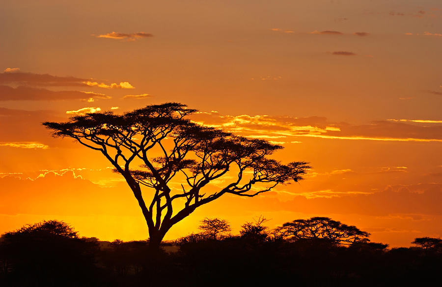 Silhouette Of Trees In A Field Photograph by Panoramic Images - Fine ...