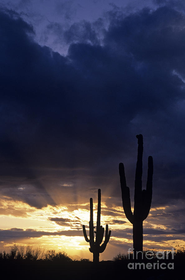 Nature Photograph - Silhouetted saguaro cactus sunset at dusk Arizona State USA #1 by Jim Corwin