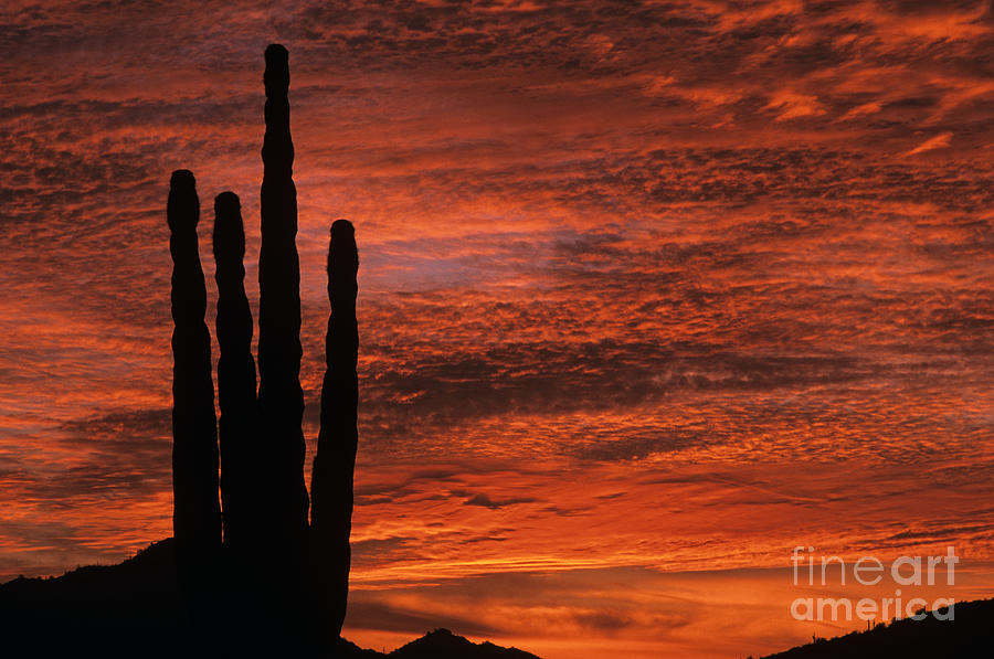 Silhouetted saguaro cactus sunset at dusk with dramatic clouds #1 Photograph by Jim Corwin