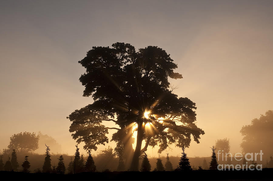 Silhouetted tree with sun rays #1 Photograph by Jim Corwin