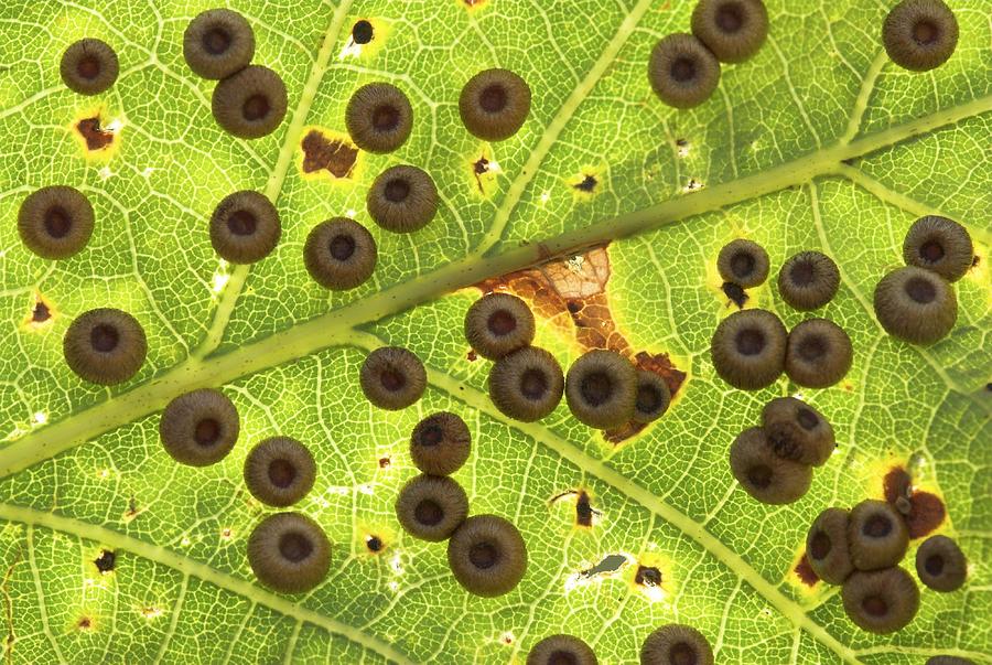 Silk button spangle galls on a leaf Photograph by Science Photo Library ...