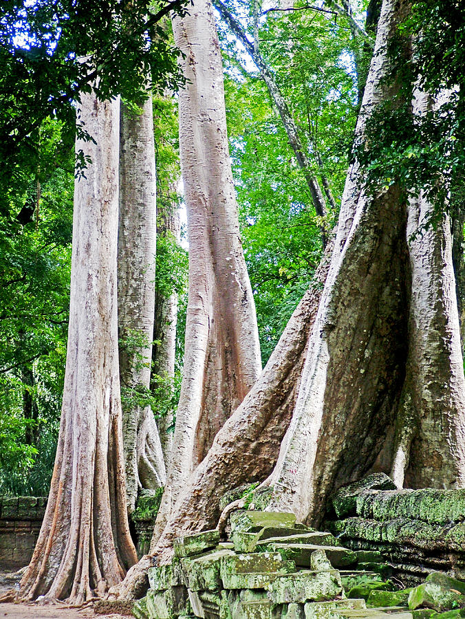 Silk Cotton Trees in Ta Prohm in Angkor Wat Archeological Park-Cambodia Photograph by Ruth Hager