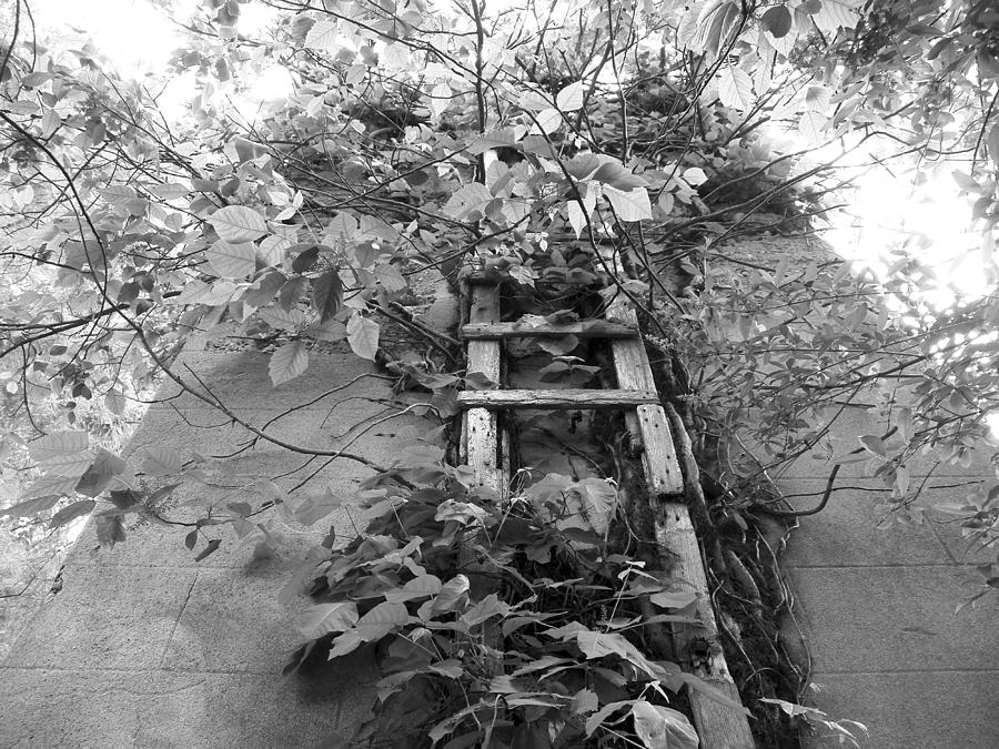 Silo Vines and Ladder2 in Black and White Photograph by Corinne Elizabeth Cowherd