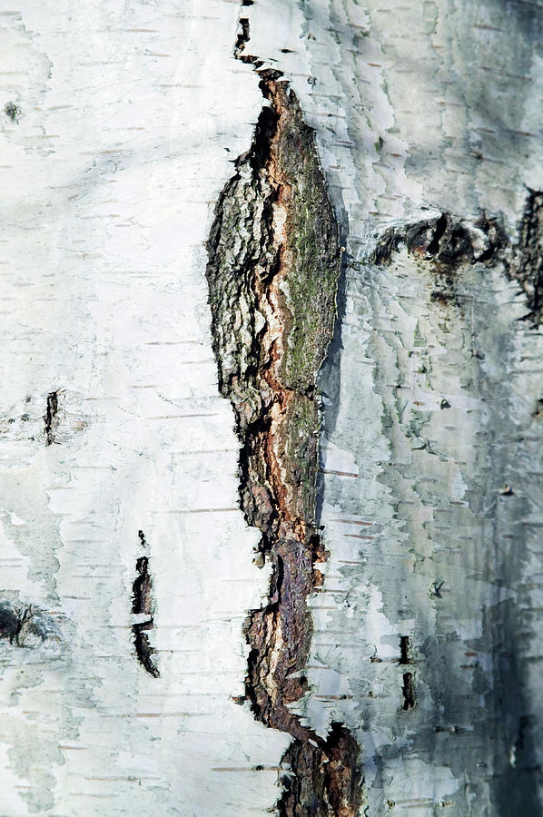 Silver Birch Bark Photograph By Gustoimages Science Photo Library