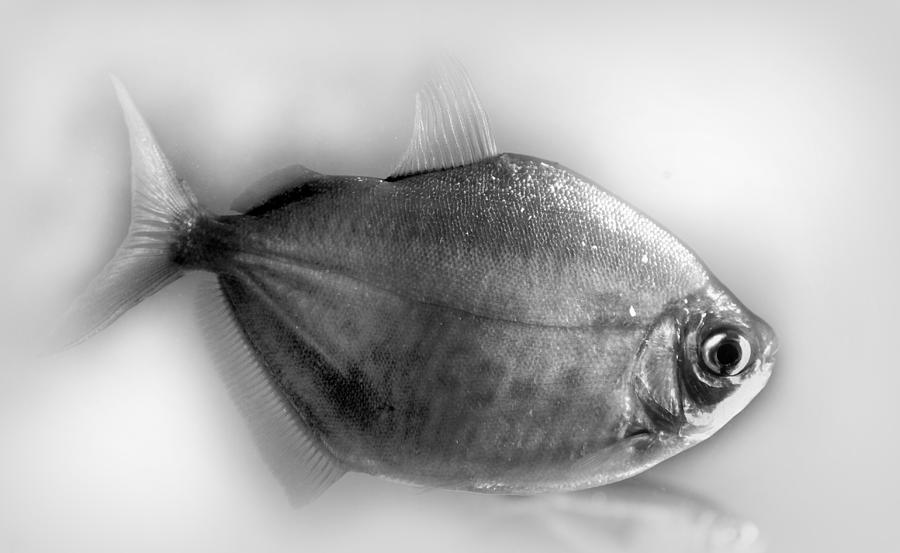 Silver Dollar Fish Metynnis argenteus #1 Photograph by Nathan Abbott