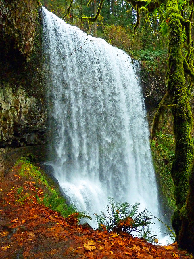 Tree Photograph - Silver Falls State Park #1 by Tina W
