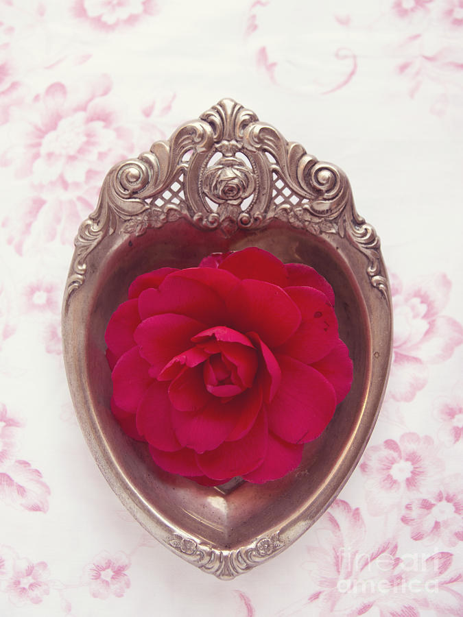 Silver heart - Red camellia Photograph by Cindy Garber Iverson