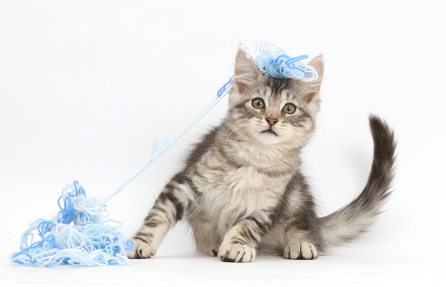 Silver Tabby Kitten #1 by Mark Taylor