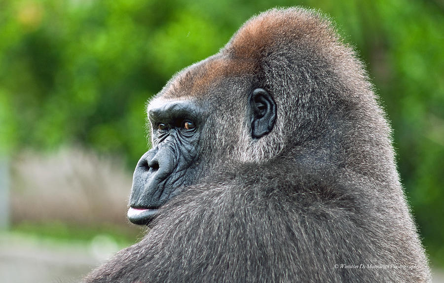 Silverback Gorilla #1 Photograph by Winston D Munnings