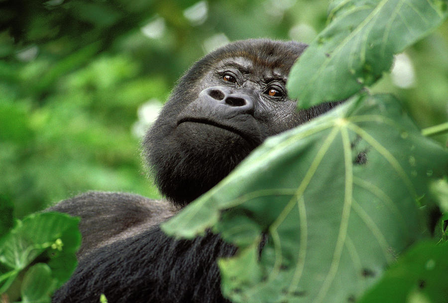Jungle Photograph - Silverback Mountain Gorilla In Virunga #1 by Ted Wood