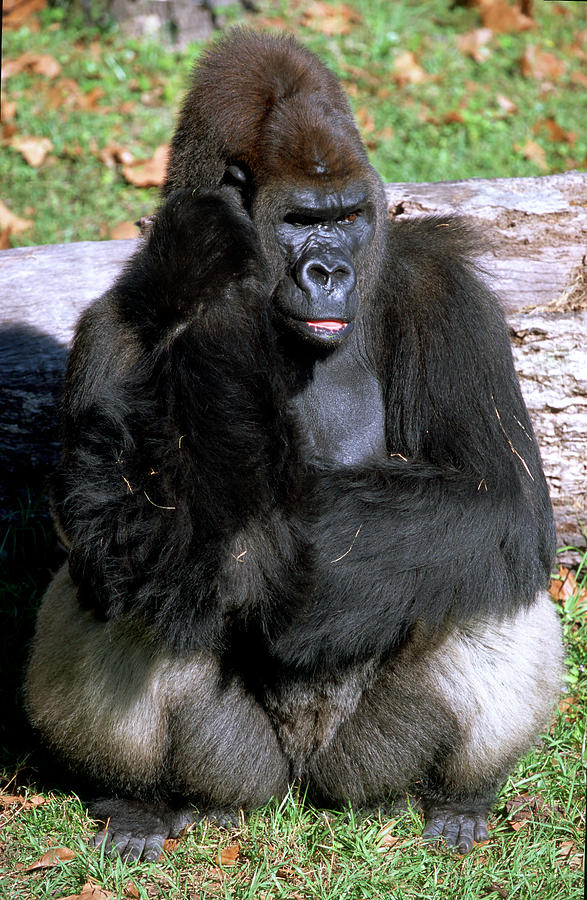 Silverback Western Lowland Gorilla #1 Photograph by Millard H. Sharp