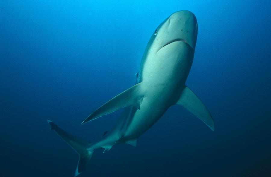 Silvertip Shark #1 Photograph by Greg Ochocki