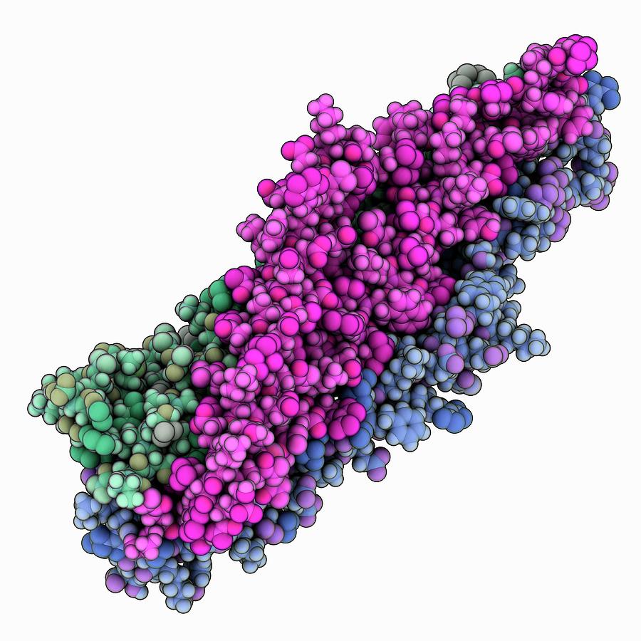 Simian Immunodeficiency Virus Gp41 Photograph by Laguna Design/science