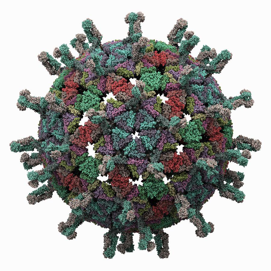 Simian Rotavirus Capsid, Molecular Model Photograph by Science Photo