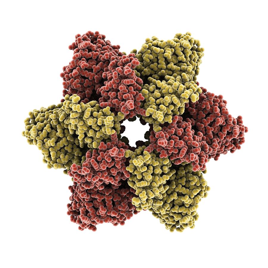 Simian virus (SV40) large T antigen Photograph by Science Photo Library