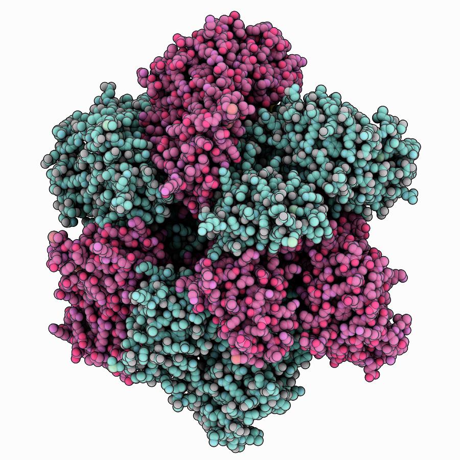 Simian Virus Sv40 Large Tumour Antigen Photograph by Laguna Design