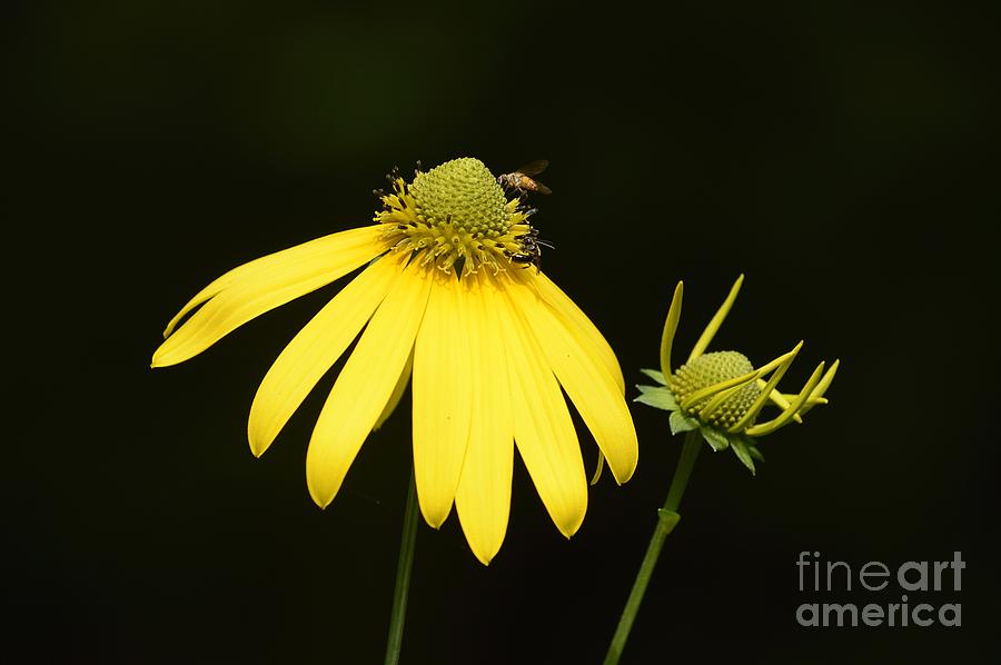 Simple Things #2 Photograph by Randy Bodkins