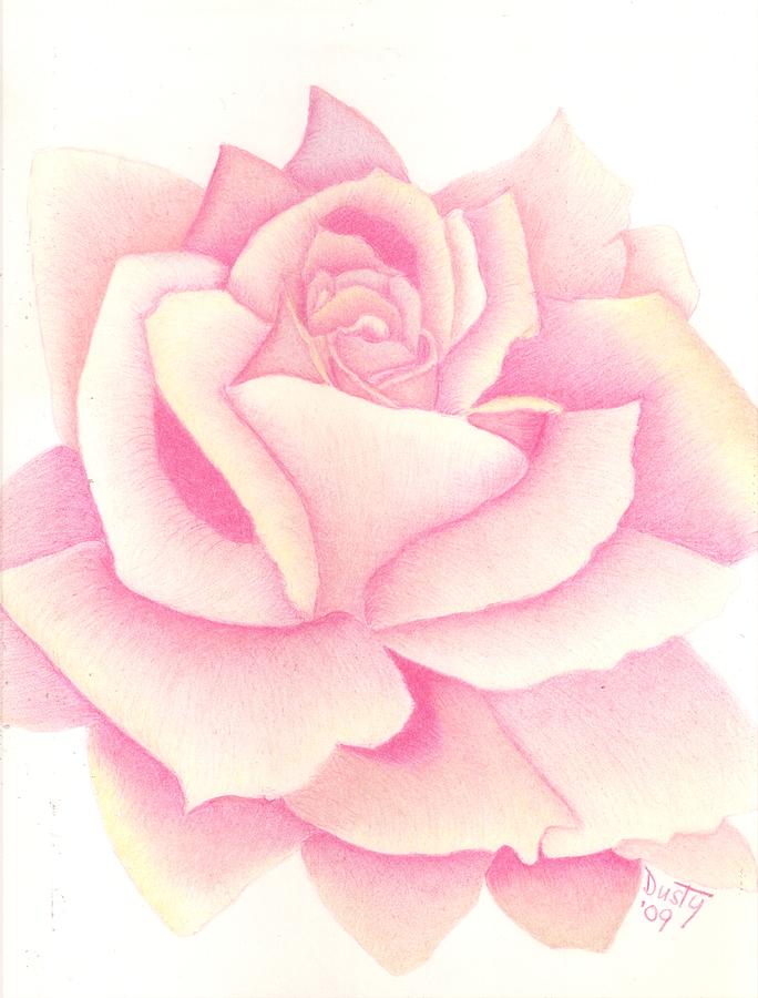 Simply Pink Rose Drawing by Dusty Reed | Fine Art America