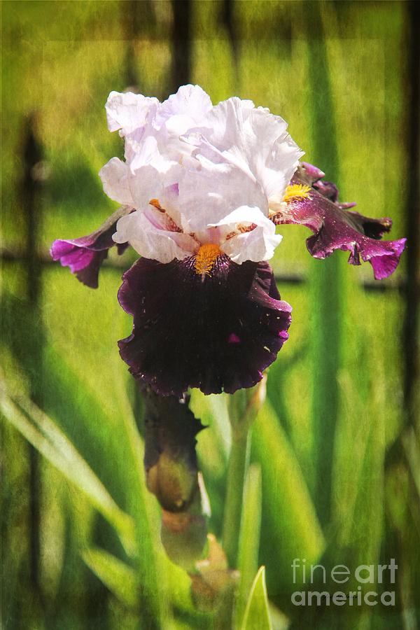 Single Iris #2 Photograph by Yumi Johnson