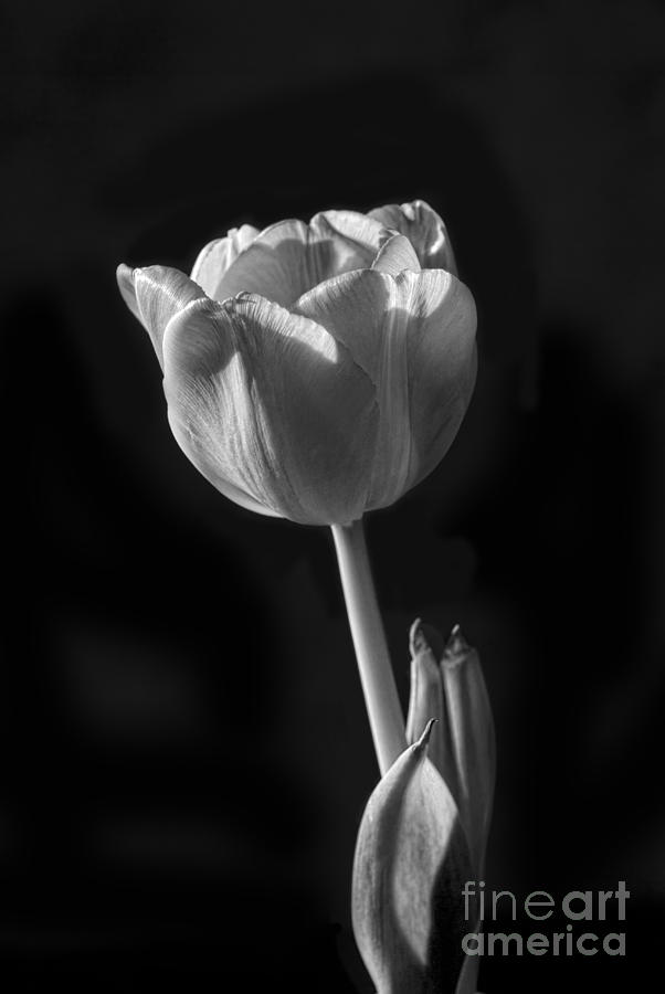 Single Purple Tulip Against Dark Background #1 Photograph by Leah ...