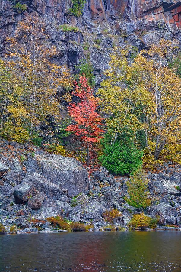 Single Red Tree #1 Photograph by Henry Kowalski