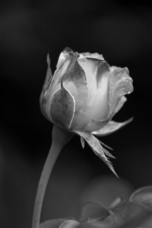 Single Rosebud Photograph by Dawn Currie