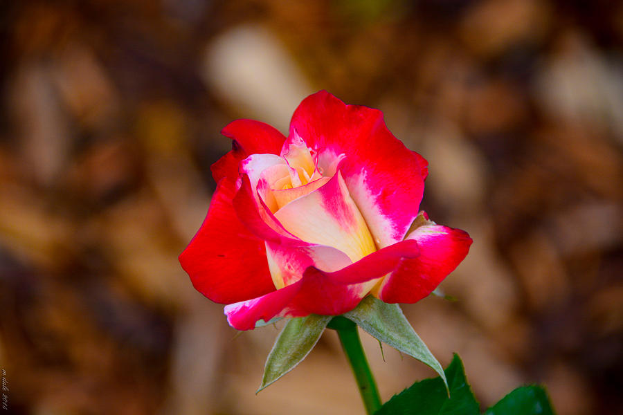 Single Stem Photograph by M Dale - Fine Art America