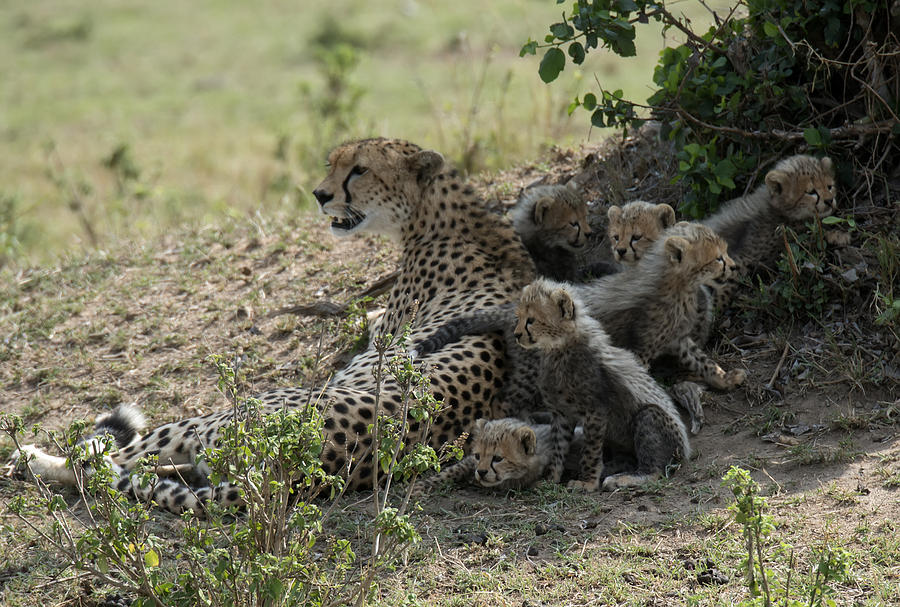 Cheetah Mom #3 Photograph by Wade Aiken