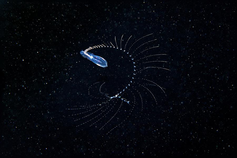 Siphonophore #1 Photograph by Alexander Semenov/science Photo Library