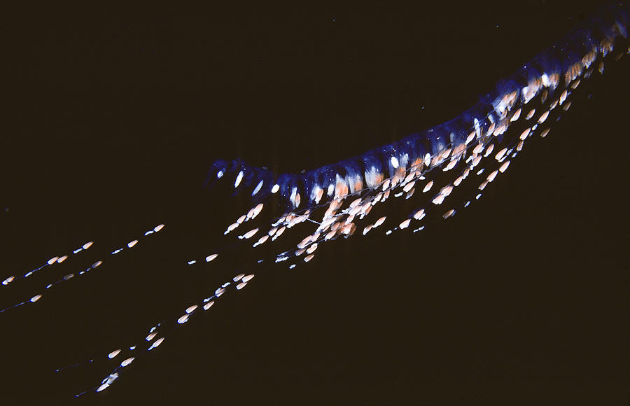 Siphonophore Stephonomia Sp #1 Photograph by Andrew J. Martinez
